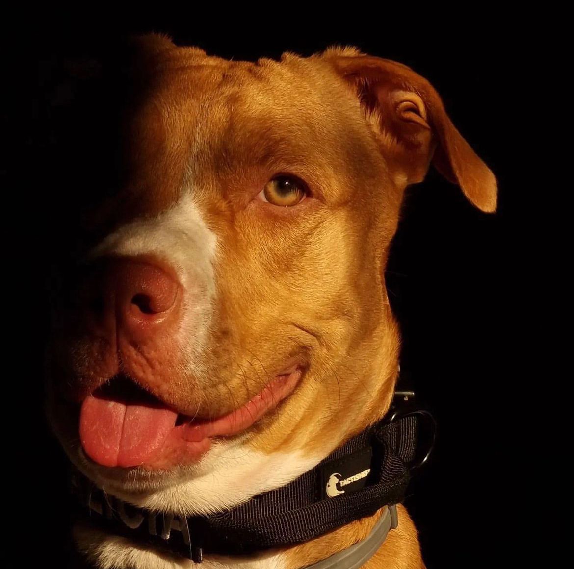 Collar táctico 1,5''