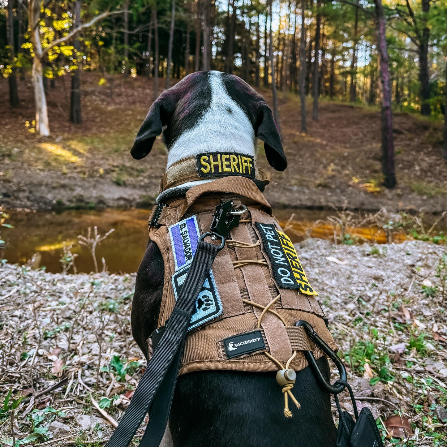 ARNÉS PREMIUM COYOTE